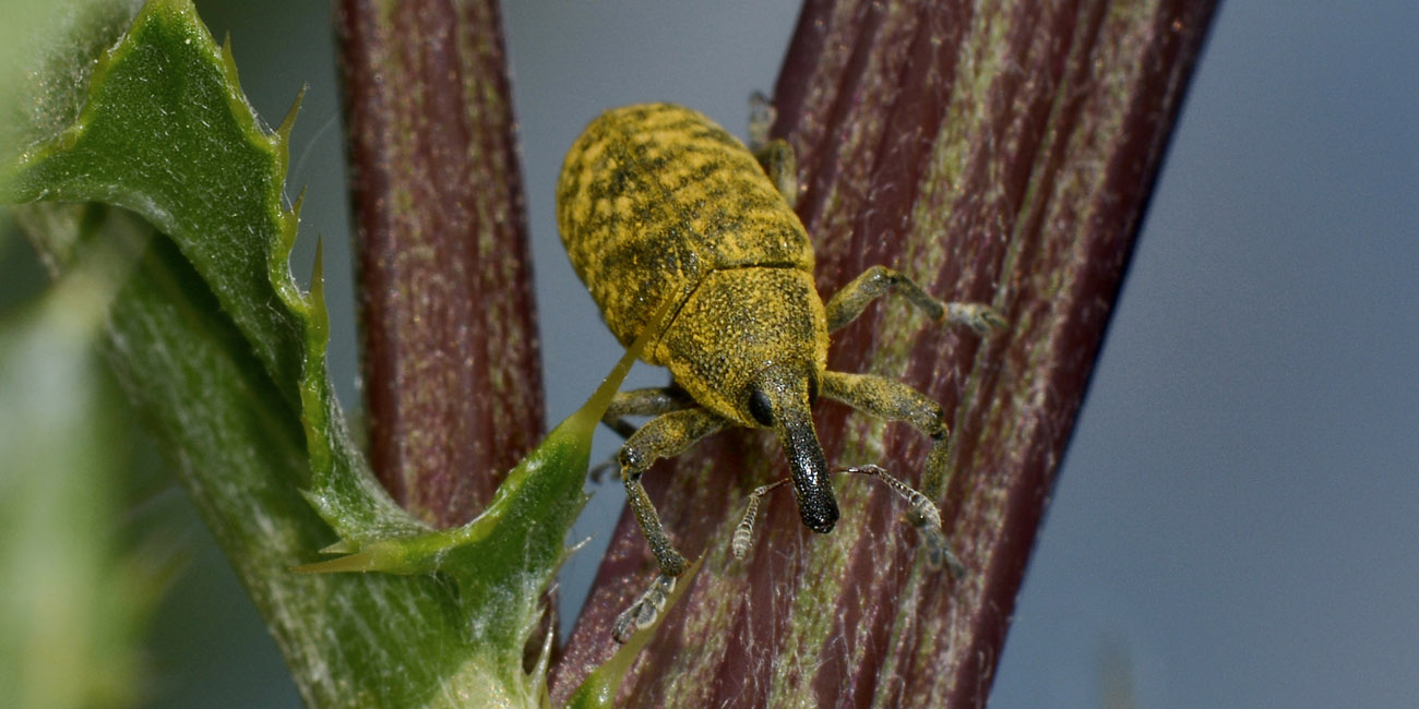 Curculionidae:  Larinus cynarae?  No,  Larinus carlinae